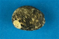 藏品(高腰蜑螺)的圖片